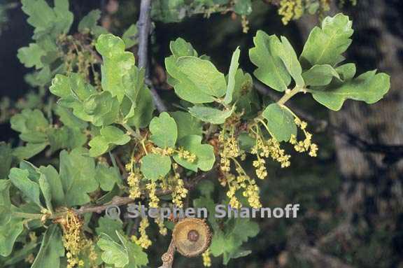 Quercus douglasii 2 graphic